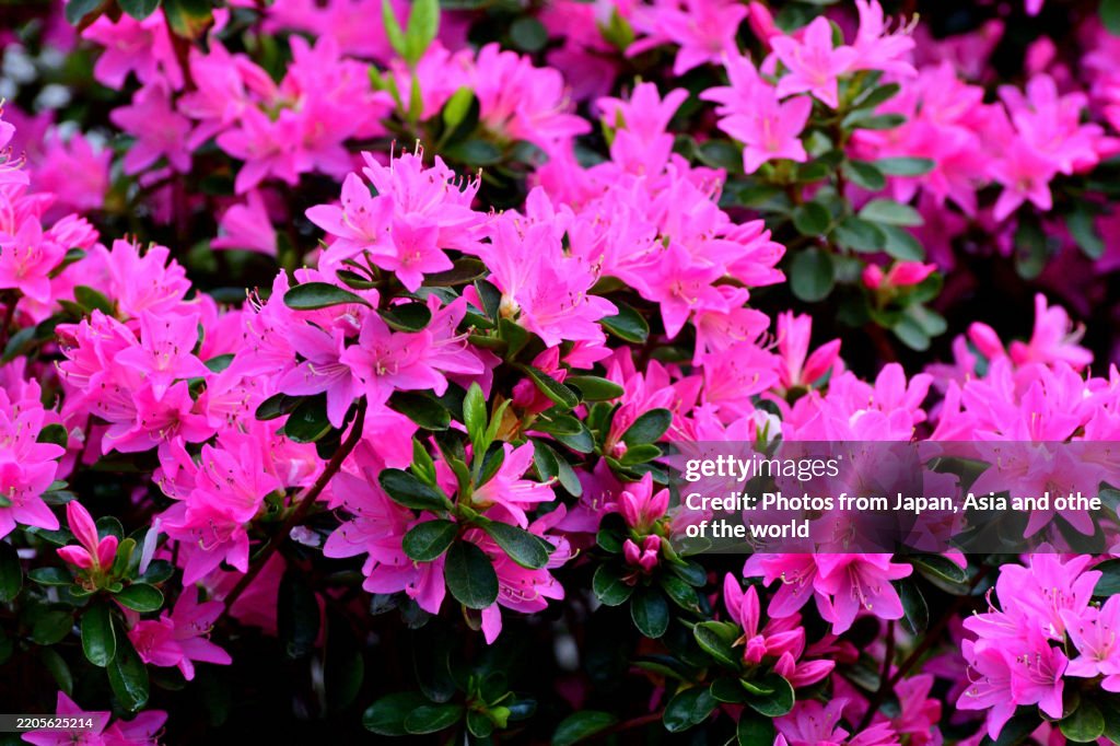 Azalea Flowers Beautiful Shrub In Full Spring Bloom In Tokyo Public azalea-flowers-beautiful-shrub-in-full-spring-bloom-in-tokyo-public