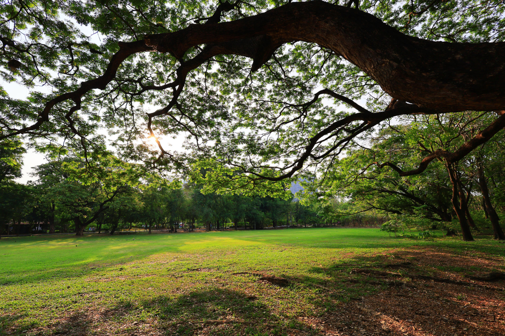 Public Park in the Morning Public Park in the Morning