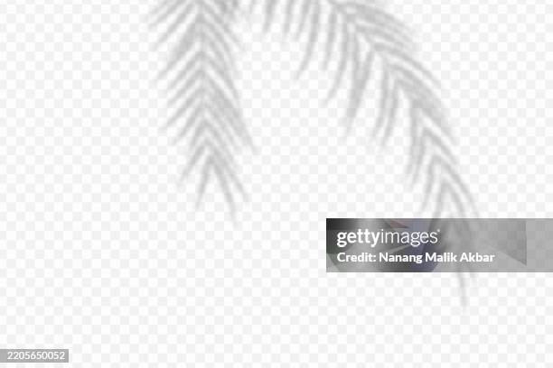 tree and leaf shadow overlay with transparent background - tree shadow wall stock illustrations