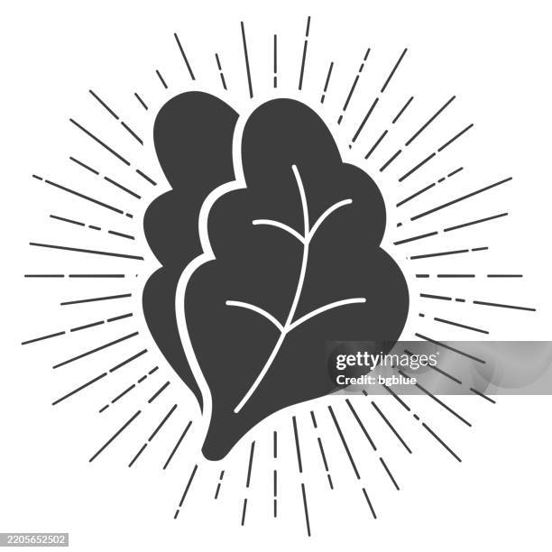 lettuce. icon with sunbursts on white background - lettuce stock illustrations