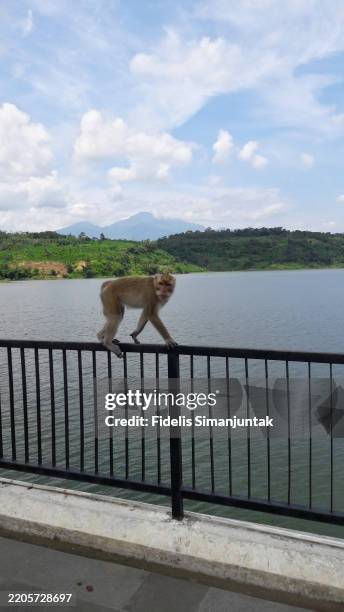 monkey walks along railings by scenic lake - java macaque monkey stock pictures, royalty-free photos & images