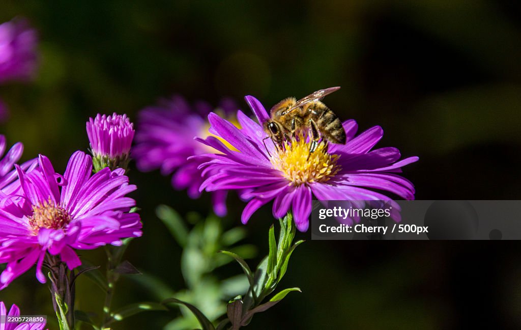 Bee collecting pollen on a pink Bushy aster Symphyotrichum dumosus blossom