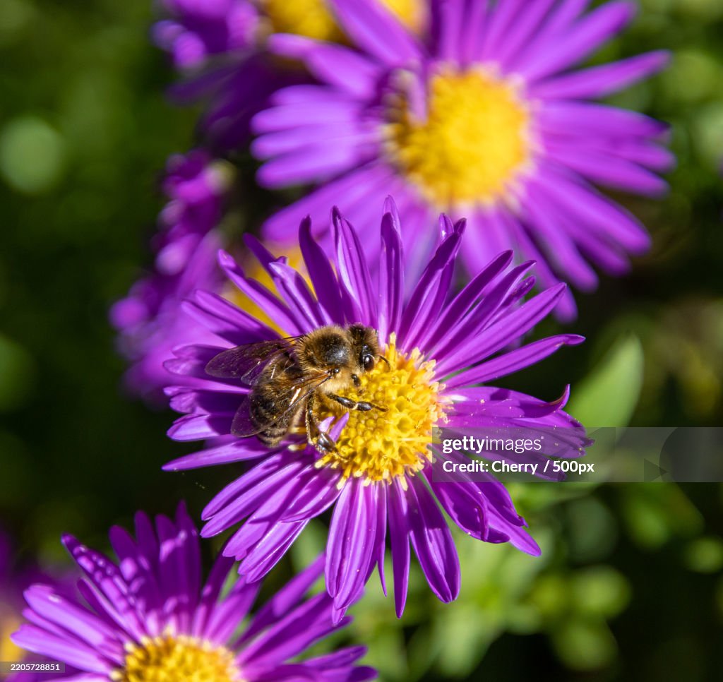 Bee collecting pollen on a pink Bushy aster Symphyotrichum dumosus blossom