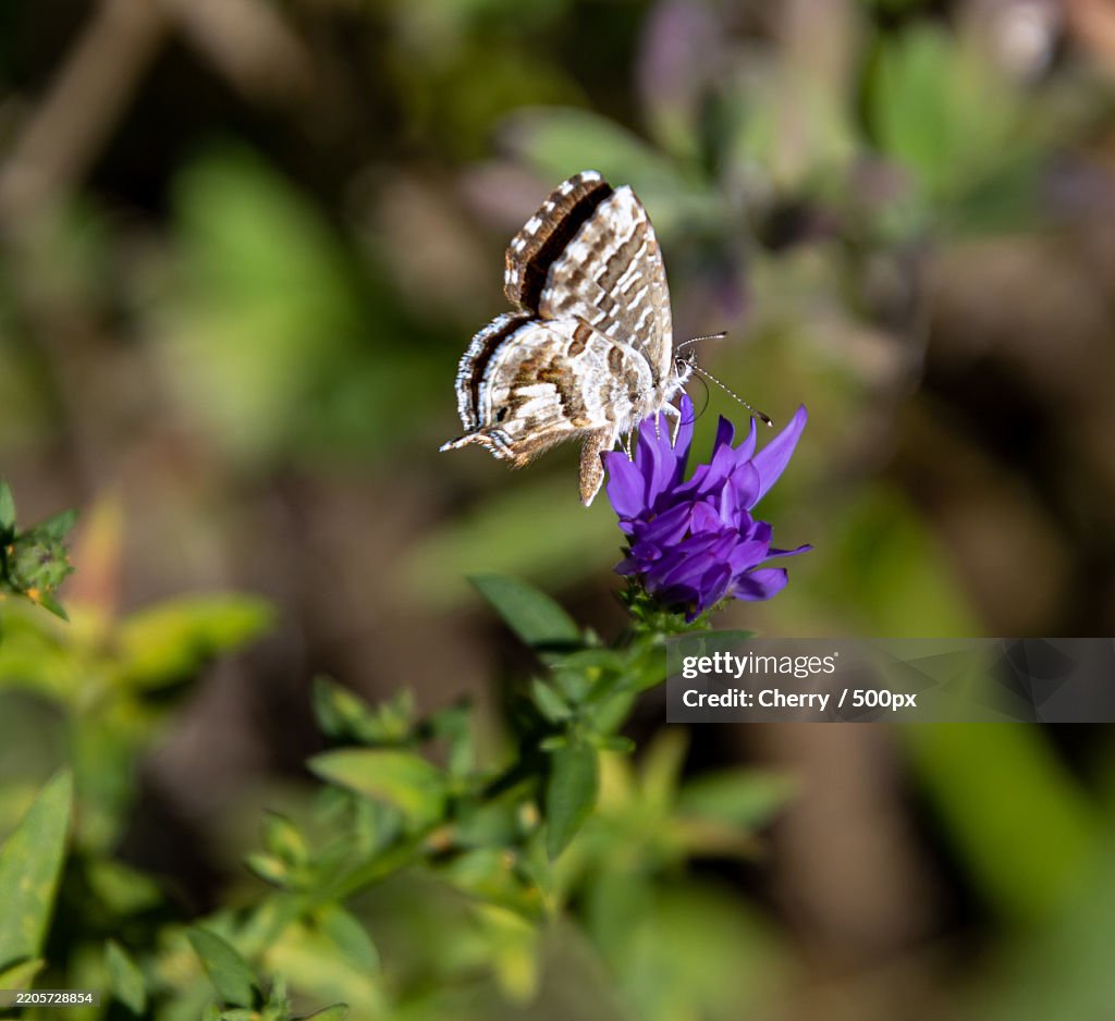 Geranium bronze butterfly cacyreus marshalli with closed wings on a bushy aster dumosus blossom