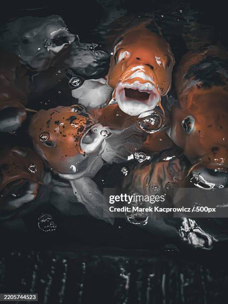 high angle view of fish in darkroom - koi fish top view stock pictures, royalty-free photos & images