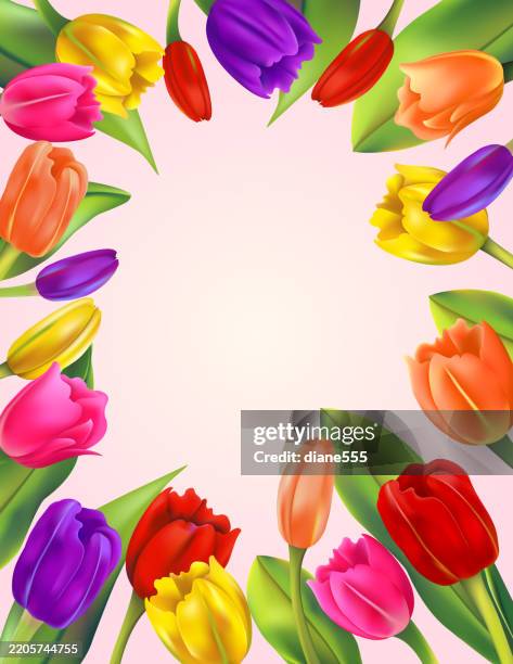 mixed tulips frame background template - spring mix stock illustrations