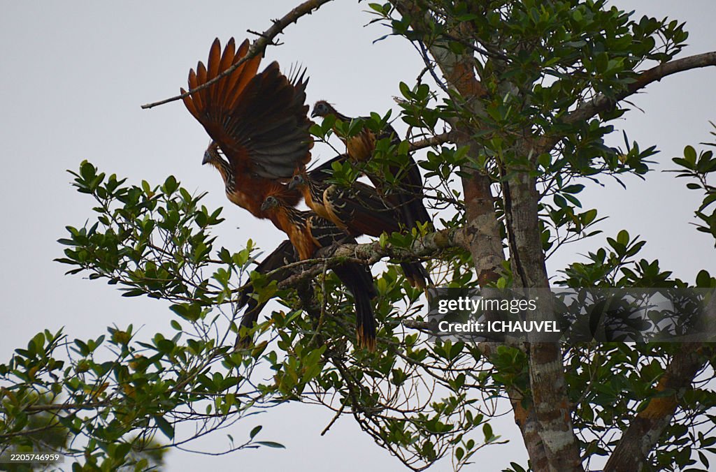 Hoatzins Amazonia Ecuador