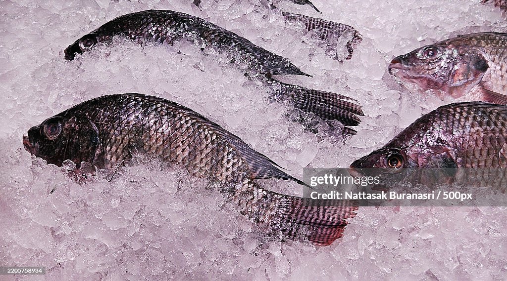 Many fresh tilapia farm fish putting and freeze on ice for sale at fish market or supermarket