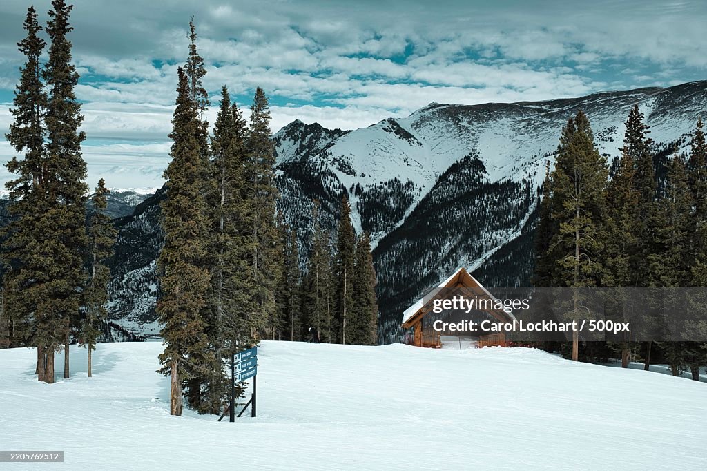 Trees on snow covered with mountain backdrop,Copper Mountain,Colorado,United States,USA