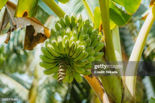 cluster of green bananas on a tree in a tropical environment - unripe stock pictures, royalty-free photos & images