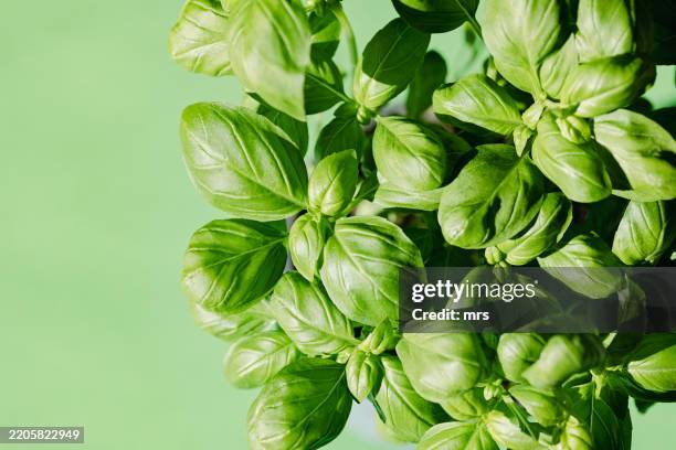 fresh basil - basil stock pictures, royalty-free photos & images