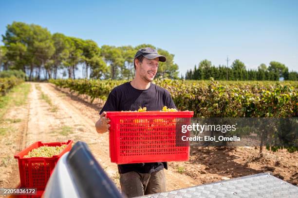 enólogo experimentado que lleva una caja roja de uvas blancas mientras pasea por las hileras de viñedos durante la soleada temporada de cosecha en penedès, cataluña, españa - vendimia fotografías e imágenes de stock