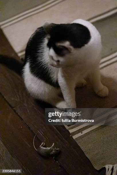 black and white cat observing a caught mouse on the floor - alfombra raton fotografías e imágenes de stock