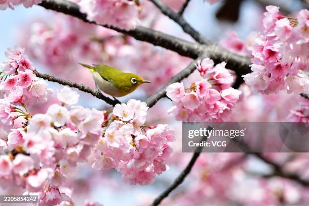 Bird stands on a branch of a cherry blossom tree after a snowfall on March 18, 2025 in Tokyo, Japan.