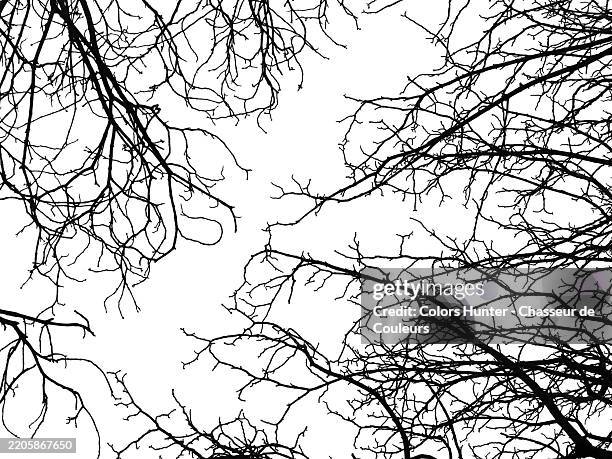 close-up of bare tree branches against a cloudy white sky. sunlight. black and white. paris, france. - kale boom stockfoto's en -beelden