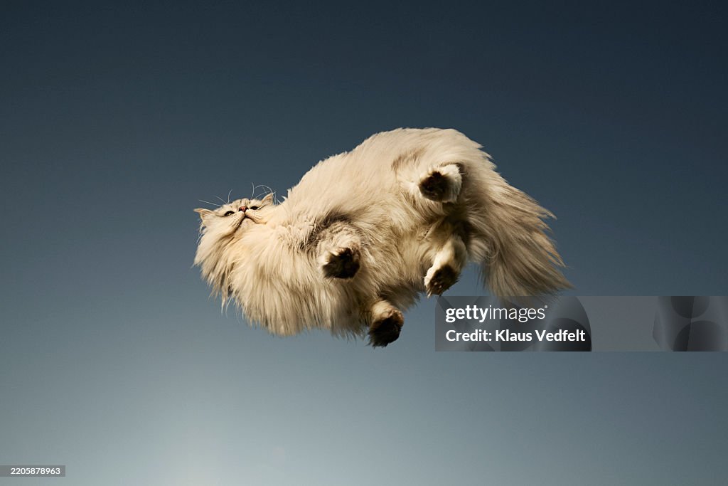 Directly below shot of Persian cat standing on glass
