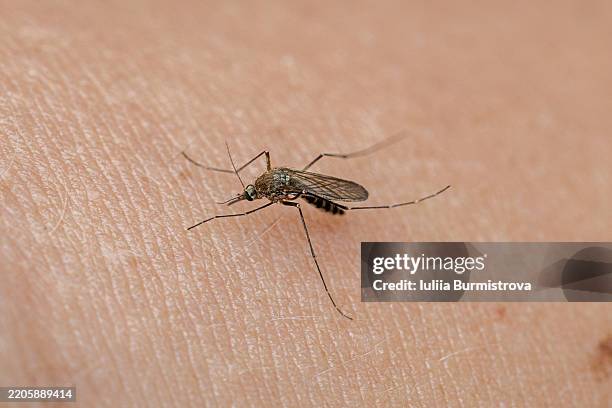 macro view of a mosquito on skin feeding on blood - zanzara foto e immagini stock