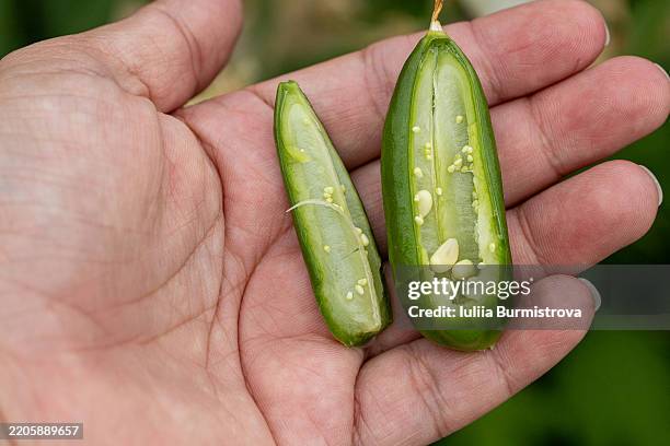 Capsule Example Botany 132 Capsule (Botany) Stock Photos, High-Res Pictures, and Images ...