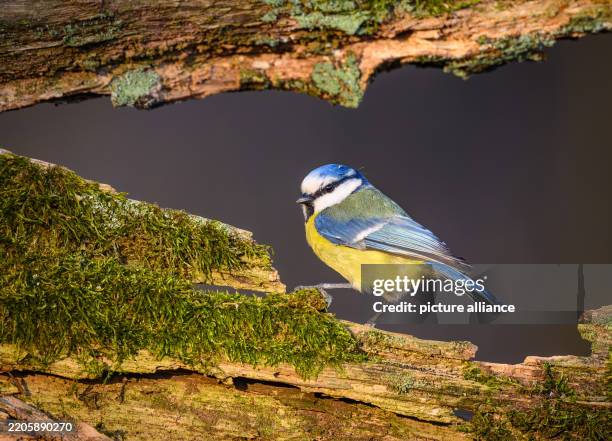March 2025, Brandenburg, Sieversdorf: A blue tit . Photo: Patrick Pleul/dpa