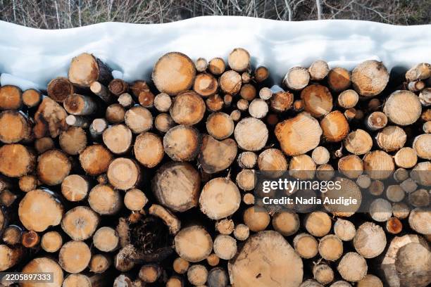 cut wooden logs tree trunks under a blanket of snow - bois de chauffage photos et images de collection