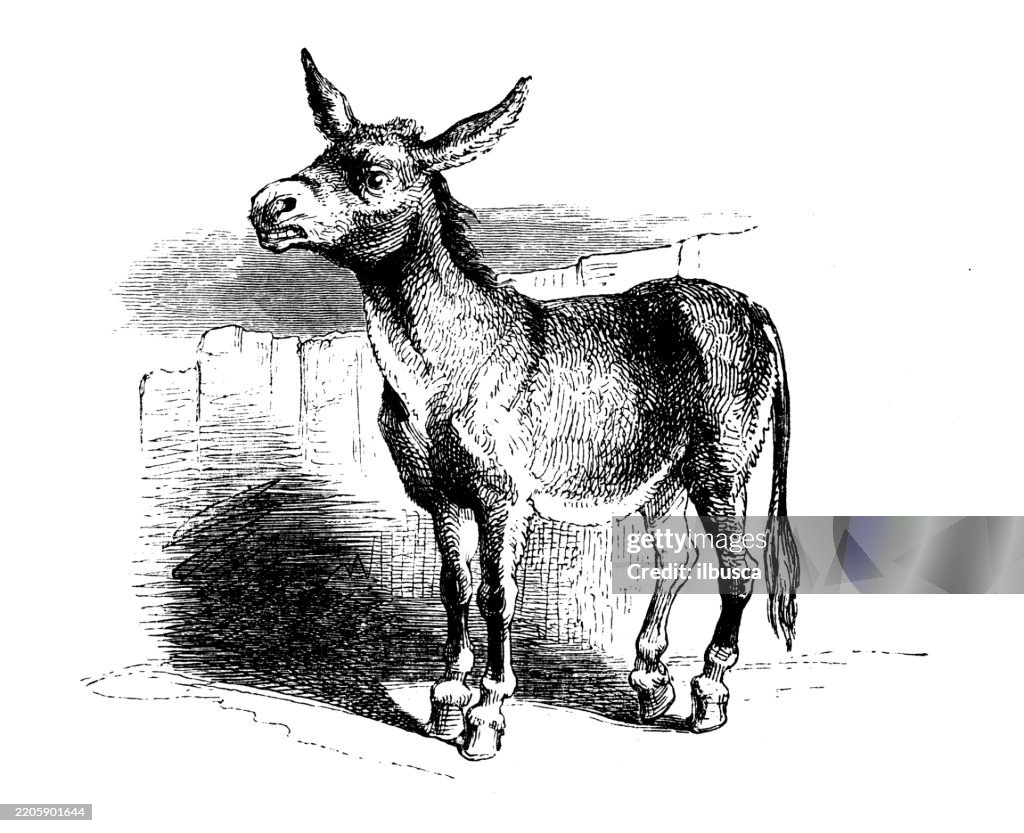 Gullivers Reisen von Jonathan Swift, antike Illustration (1856)