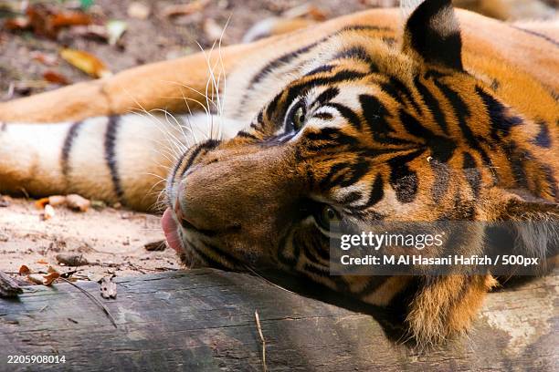 close-up of sumatran tiger - cameron park zoo stock pictures, royalty-free photos & images