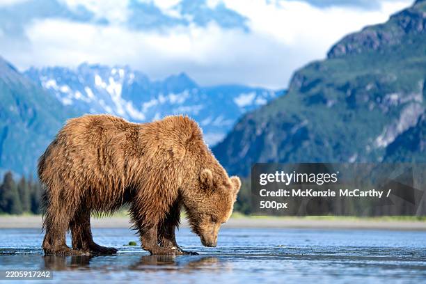 side view of brown grizzly bear standing in lake,alaska,united states,usa - grizzly bear stock pictures, royalty-free photos & images