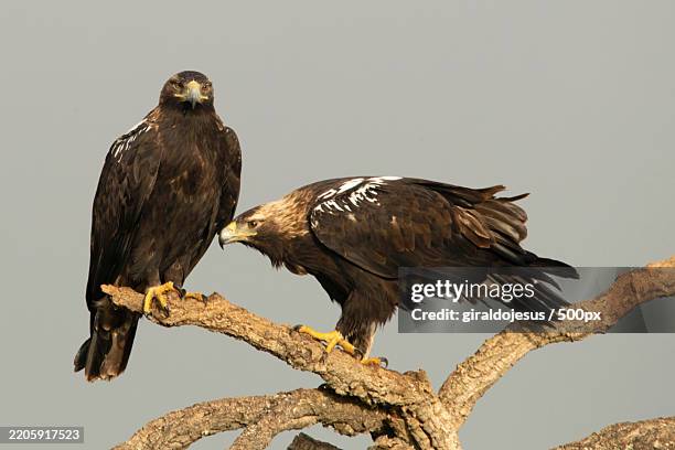 low angle view of birds perching on branch against clear sky,spain - perching stock pictures, royalty-free photos & images