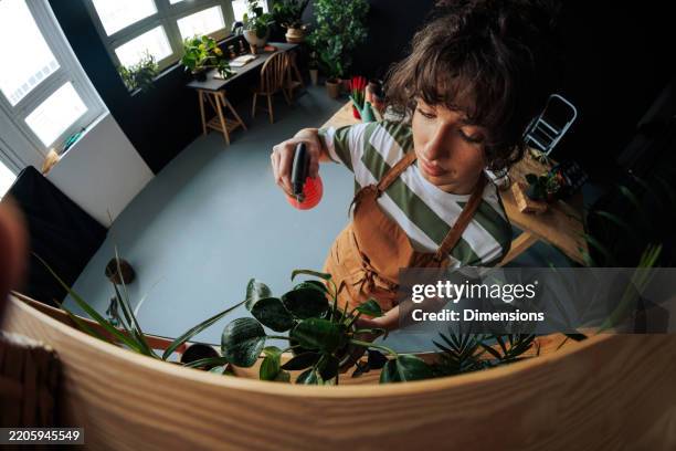 fioraio che spruzza acqua sulle piante nel suo laboratorio - fish eye foto e immagini stock