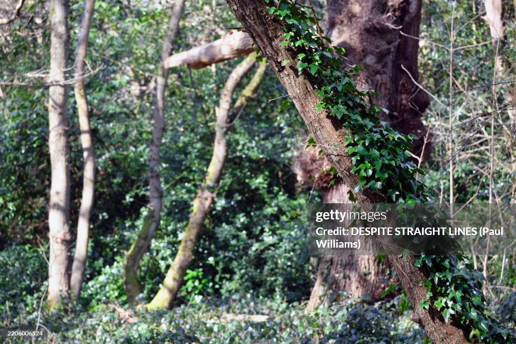 Creep of ivy