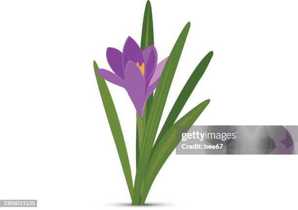 ilustrações de stock, clip art, desenhos animados e ícones de crocus flower - ramo-de-flores