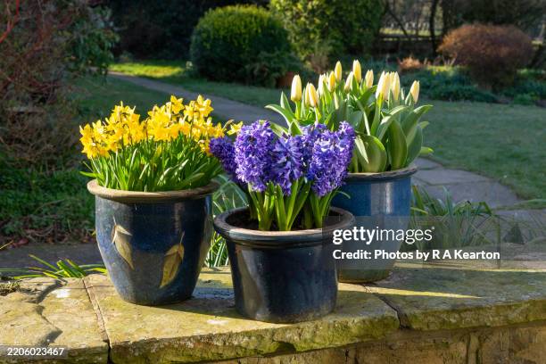group of spring bulbs flowering in pots in an english garden - vaso de flor imagens e fotografias de stock