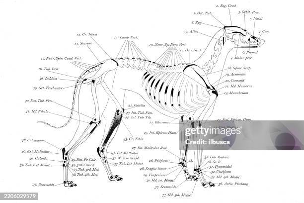 greyhound dog bone points - art anatomy of animals (1896) - fish bone diagram stock illustrations