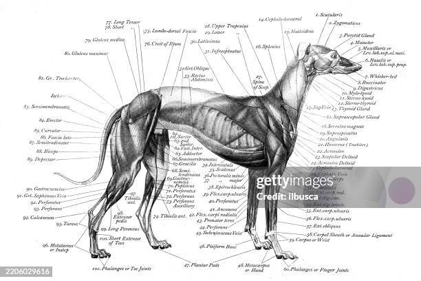 greyhound dog muscles - art anatomy of animals (1896) - fish bone diagram stock illustrations