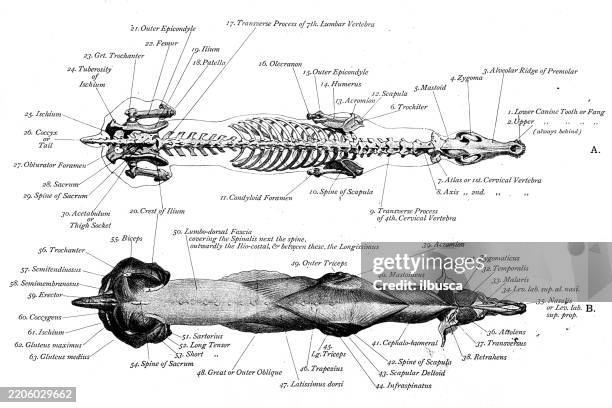 greyhound dog skeleton and muscles - art anatomy of animals (1896) - medical diagram stock illustrations