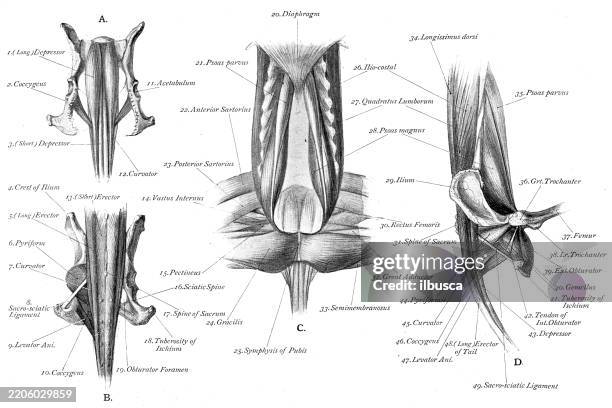 illustrations, cliparts, dessins animés et icônes de bassin et queue de chien lévrier - art anatomie des animaux (1896) - modèle anatomique