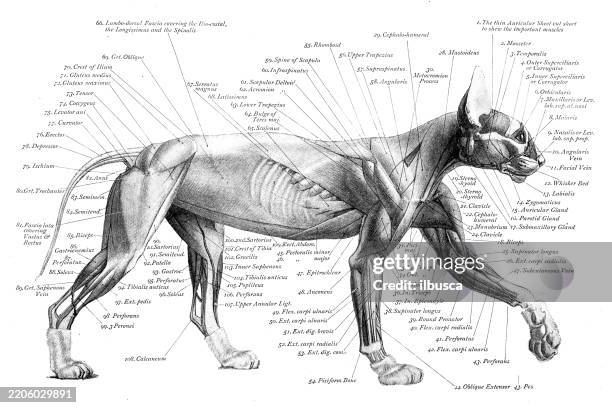 cat - art anatomy of animals (1896) - fish bone diagram stock illustrations