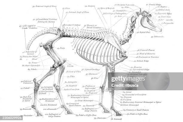 horse skeleton - art anatomy of animals (1896) - fish bone diagram stock illustrations