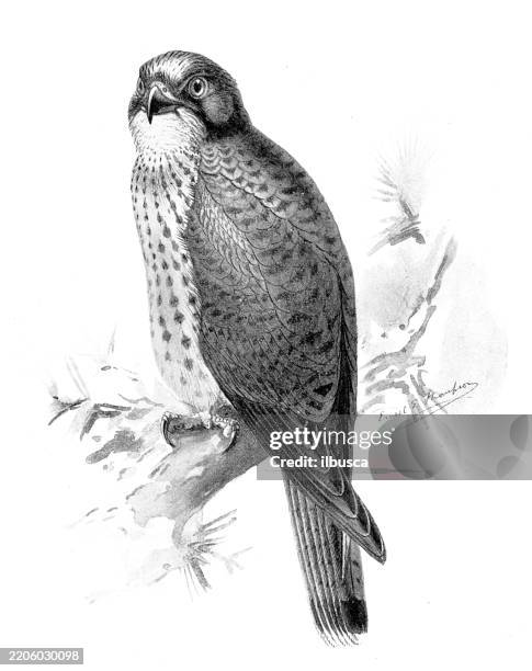 illustrations, cliparts, dessins animés et icônes de faucon crécerelle, falco alaudarius - art anatomie des animaux (1896) - objet gravé