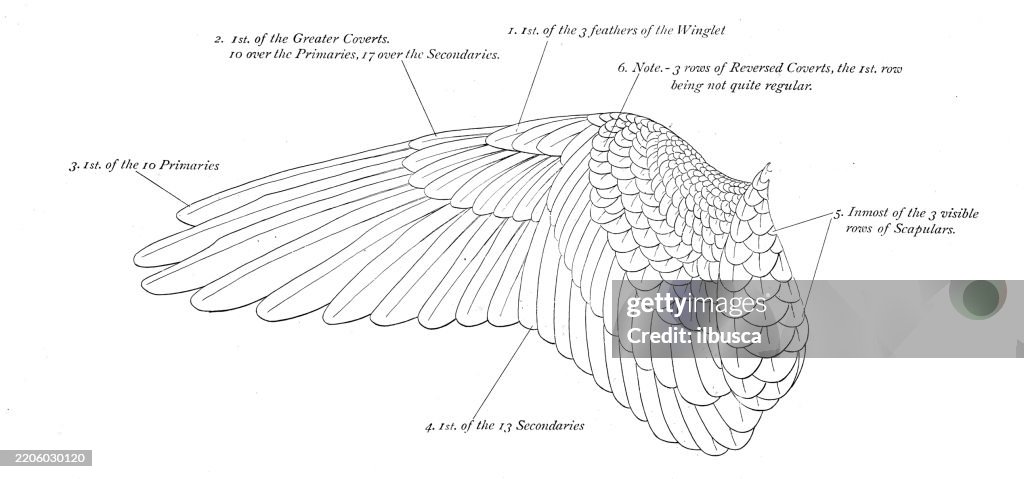 European Kestrel wing - Art Anatomy of Animals (1896)