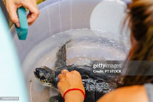 Turtle Getting Its Shell Clean 1,297 Turtle Pollution Stock Photos, High-Res Pictures, and Images ...