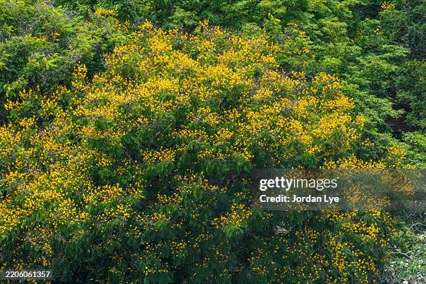 Angsaga Tree 51 Angsana Tree Stock Photos, High-Res Pictures, and Images - Getty Images