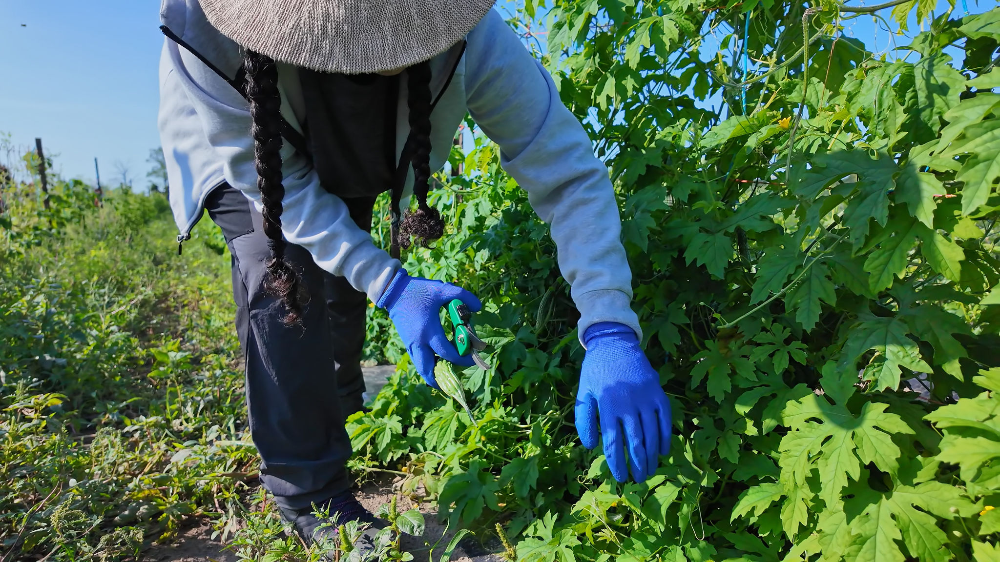 herb supplier