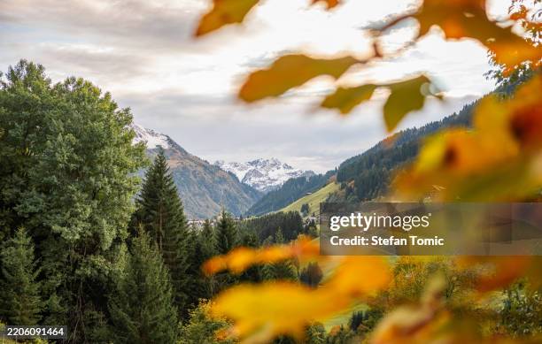 die schneebedeckten berge der österreichischen alpen im blick durch gelbes laub - gebirgsbach stock-fotos und bilder