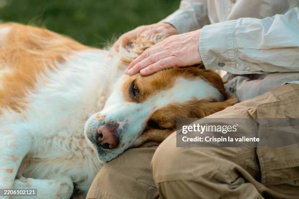 senior man gently petting his brittany spaniel dog resting on his lap - labrador retriever stock-fotos und bilder