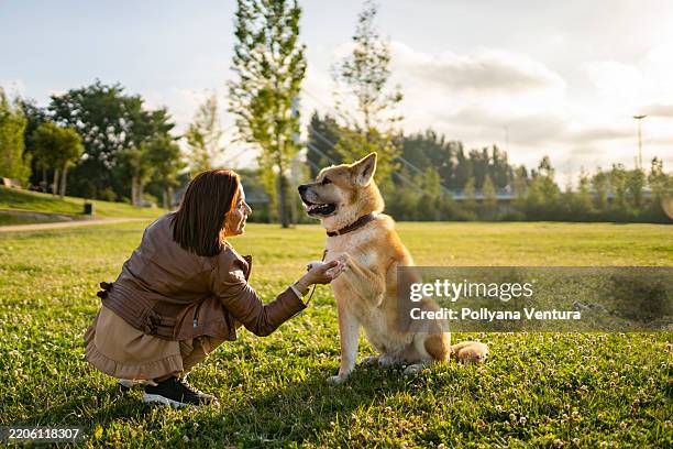 cane che scuote la zampa all'aperto - sgambatoio foto e immagini stock