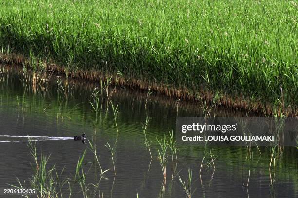 Stymfalia 20 Lake Stymfalia Stock Photos, High-Res Pictures, and Images - Getty ...