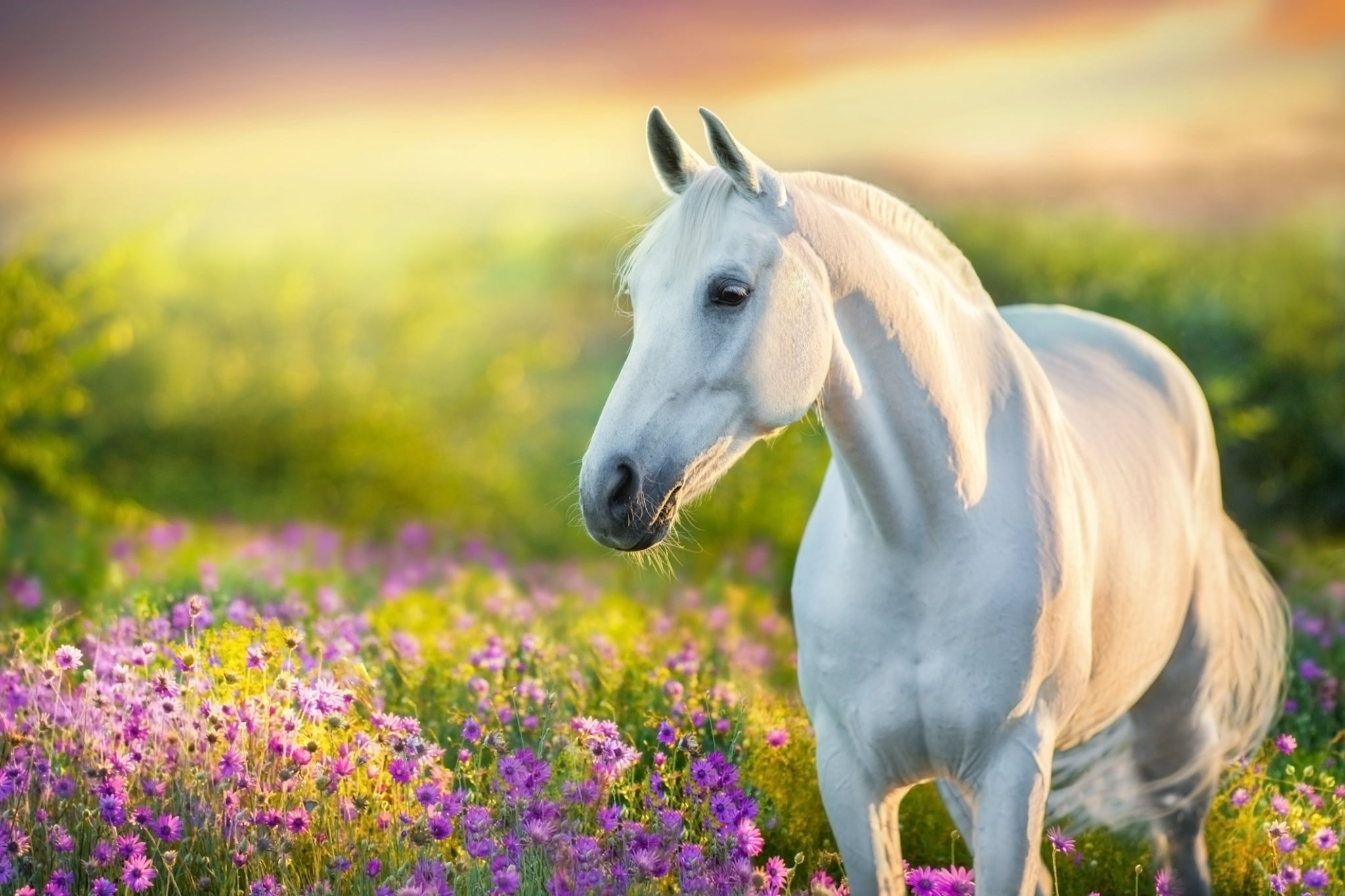 horse pasture