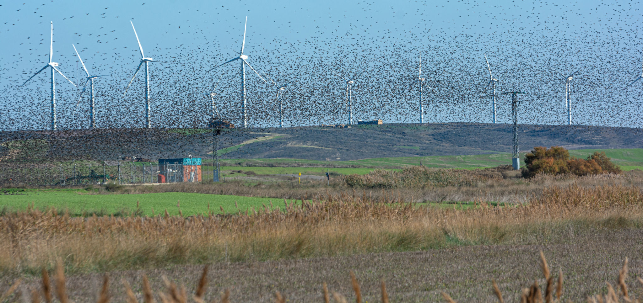 bird conservation technology
