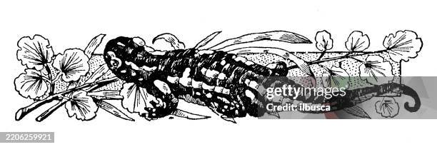 salamander - ornament, decoration, design element - salamander stock illustrations